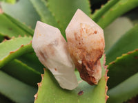 Natural Pineapple Candle Quartz Crystals x 35 From Antsirabe, Madagascar