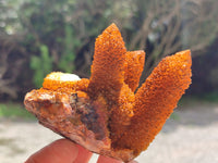 Natural Golden Solar Spirit Quartz Clusters x 6 From Boekenhouthoek, South Africa