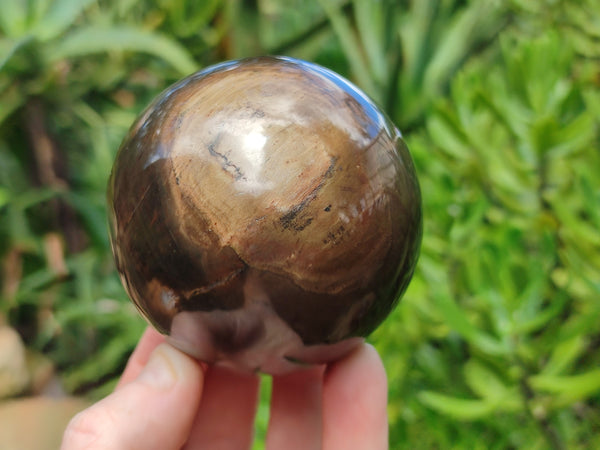 Polished Petrified Wood Spheres x 3 From Gokwe, Zimbabwe