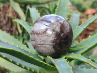 Polished Petrified Wood Spheres x 3 From Gokwe, Zimbabwe