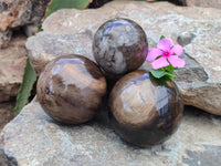 Polished Petrified Wood Spheres x 3 From Gokwe, Zimbabwe