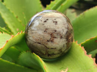 Polished Petrified Wood Spheres x 3 From Gokwe, Zimbabwe