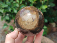 Polished Petrified Wood Spheres x 3 From Gokwe, Zimbabwe