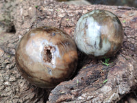 Polished Petrified Wood Spheres x 3 From Gokwe, Zimbabwe