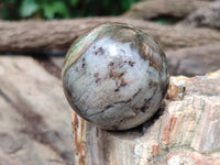 Polished Petrified Wood Spheres x 3 From Gokwe, Zimbabwe