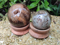 Polished Petrified Wood Spheres x 3 From Gokwe, Zimbabwe