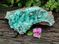 Natural Drusy Coated Chrysocolla Specimen x 1 From Congo