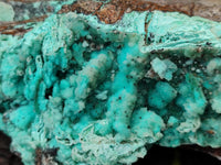 Natural Drusy Coated Chrysocolla Specimen x 1 From Congo