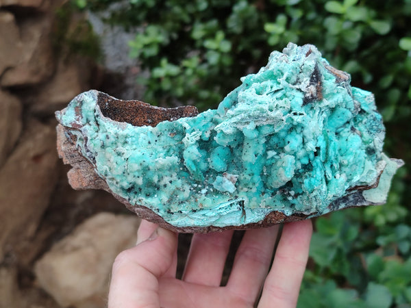 Natural Drusy Coated Chrysocolla Specimen x 1 From Congo