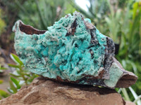 Natural Drusy Coated Chrysocolla Specimen x 1 From Congo