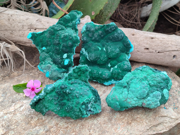 Natural Botryoidal Malacolla Specimens x 4 From Kulukuluku, Congo