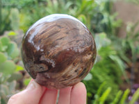 Polished Petrified Wood Spheres x 3 From Gokwe, Zimbabwe