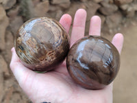 Polished Petrified Wood Spheres x 3 From Gokwe, Zimbabwe