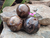 Polished Petrified Wood Spheres x 3 From Gokwe, Zimbabwe