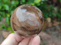 Polished Petrified Wood Spheres x 3 From Gokwe, Zimbabwe