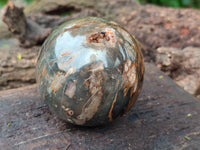 Polished Petrified Wood Spheres x 3 From Gokwe, Zimbabwe