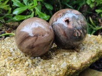 Polished Petrified Wood Spheres x 3 From Gokwe, Zimbabwe