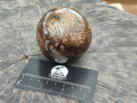 Polished Petrified Wood Spheres x 3 From Gokwe, Zimbabwe