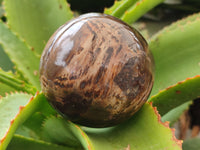 Polished Petrified Wood Spheres x 3 From Gokwe, Zimbabwe