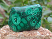 Polished Flower Banded Malachite Free Forms x 15 From Congo