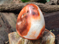 Polished Carnelian Standing Free Forms x 4 From Madagascar