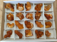 Natural Golden Solar Spirit Quartz Crystals x 20 From Boekenhouthoek, South Africa