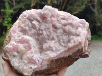 Natural Rare Rhodocalcite Specimen x 1 From Mashamba West, Congo