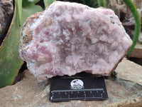 Natural Rare Rhodocalcite Specimen x 1 From Mashamba West, Congo