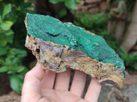 Natural Botryoidal Malachite Specimens x 3 From Tenke Fungurume, Congo