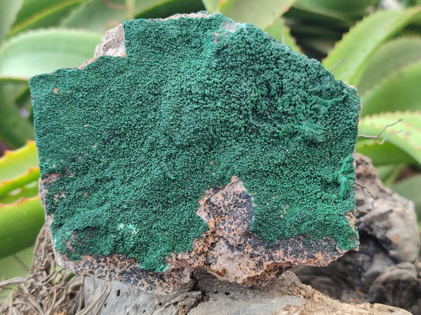 Natural Botryoidal Malachite Specimens x 3 From Tenke Fungurume, Congo