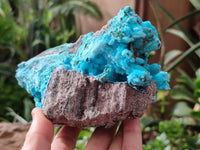 Natural Drusy Coated Chrysocolla on Malachite Specimen x 1 From Congo