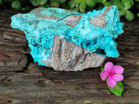 Natural Drusy Coated Chrysocolla on Malachite Specimen x 1 From Congo