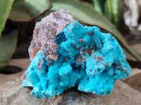 Natural Drusy Coated Chrysocolla on Malachite Specimen x 1 From Congo