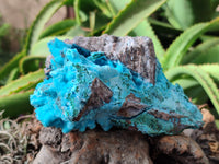 Natural Drusy Coated Chrysocolla on Malachite Specimen x 1 From Congo