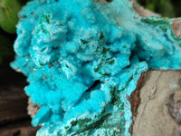 Natural Drusy Coated Chrysocolla on Malachite Specimen x 1 From Congo