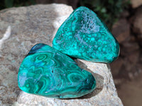 Polished Flower Banded Malachite Free Forms x 12 From Congo