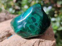 Polished Flower Banded Malachite Free Forms x 12 From Congo