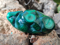 Polished Flower Banded Malachite Free Forms x 12 From Congo