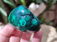 Polished Flower Banded Malachite Free Forms x 12 From Congo