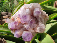 Natural Jacaranda Amethyst Quartz Clusters x 2 from Mumbwa, Zambia