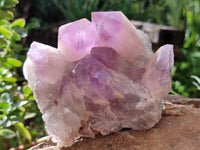 Natural Jacaranda Amethyst Quartz Clusters x 2 from Mumbwa, Zambia