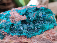 Natural Dioptase On Dolomite Specimens x 1 From Likasi, Congo