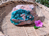 Natural Dioptase On Dolomite Specimens x 1 From Likasi, Congo