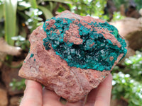 Natural Dioptase On Dolomite Specimens x 1 From Likasi, Congo