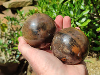 Polished Petrified Wood Spheres x 3 From Gokwe, Zimbabwe