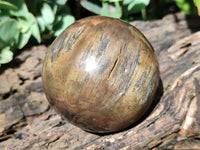 Polished Petrified Wood Spheres x 3 From Gokwe, Zimbabwe