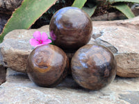 Polished Petrified Wood Spheres x 3 From Gokwe, Zimbabwe