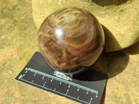 Polished Petrified Wood Spheres x 3 From Gokwe, Zimbabwe