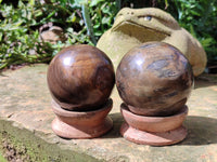 Polished Petrified Wood Spheres x 3 From Gokwe, Zimbabwe