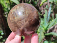 Polished Petrified Wood Spheres x 3 From Gokwe, Zimbabwe